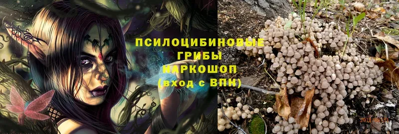 Псилоцибиновые грибы Psilocybe  Калач-на-Дону 